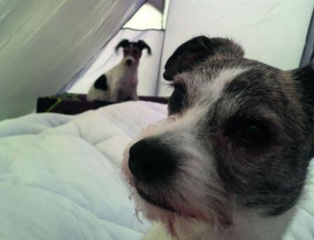 dogs