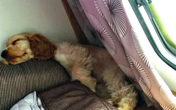 Willow in her caravan!