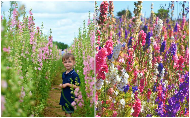 The Flower Fields, Worcestershire