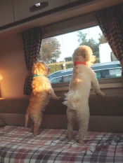 Dogs: Daisy and Annie