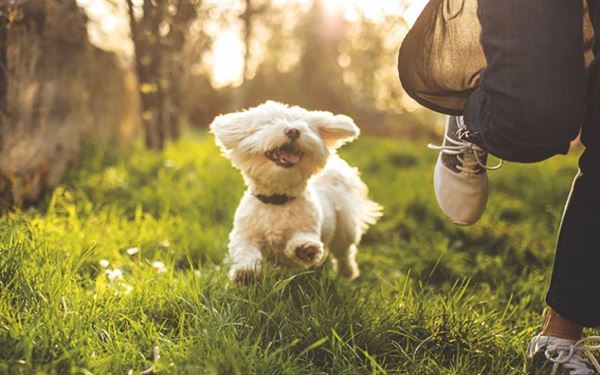 How to keep your pet happy — at home or away in your caravan!