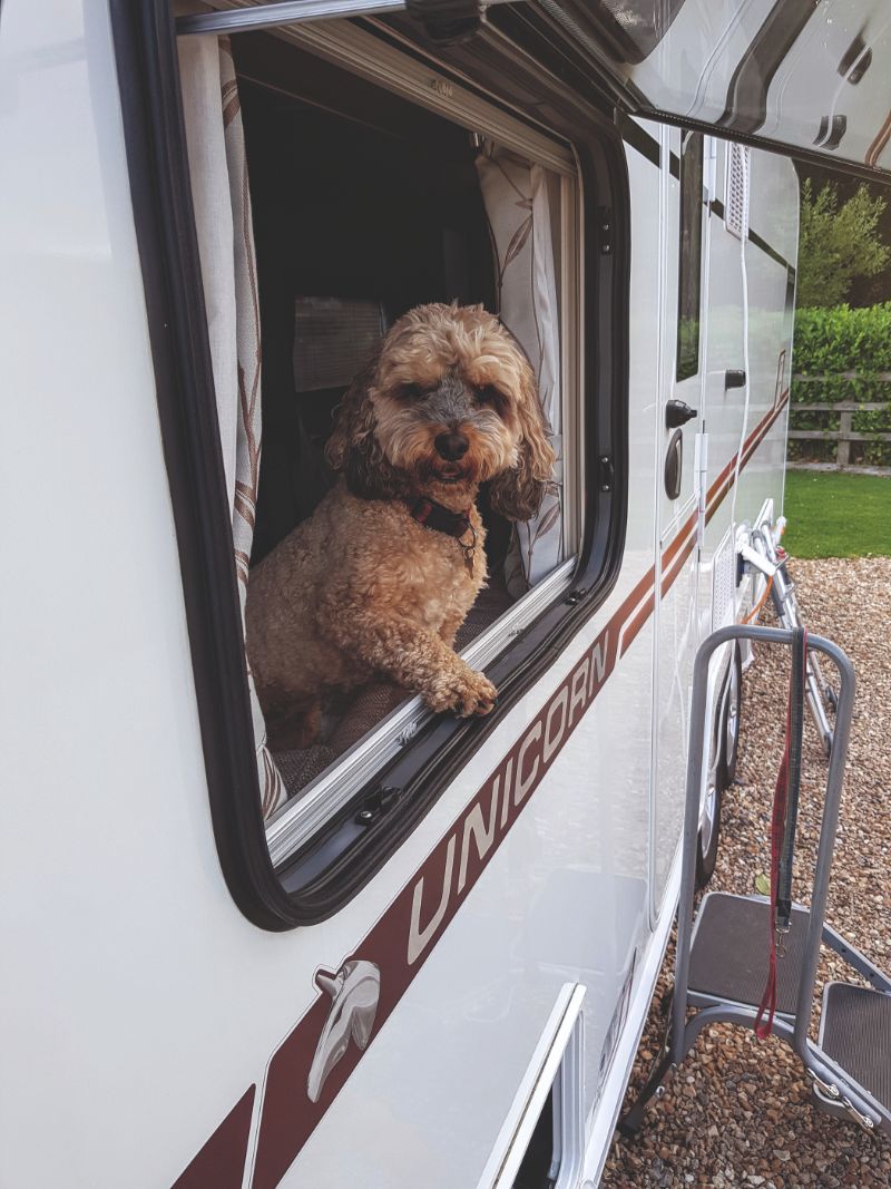 Huggins the dog