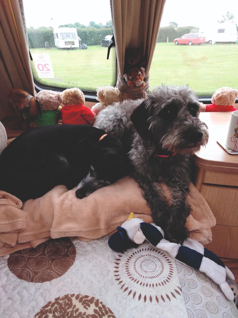 Dogs: Lyla and Inka