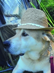 Teal the dog