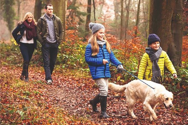 Dog walking in the woods!