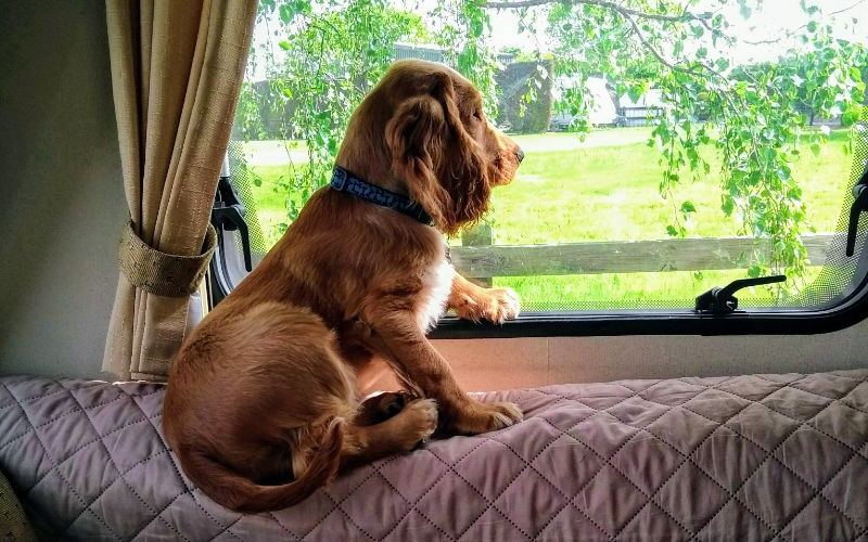Odin, the cockapoo
