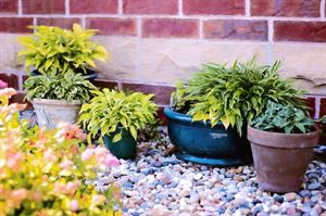Get out in the garden and pot some plants Get out in the garden and pot some plants