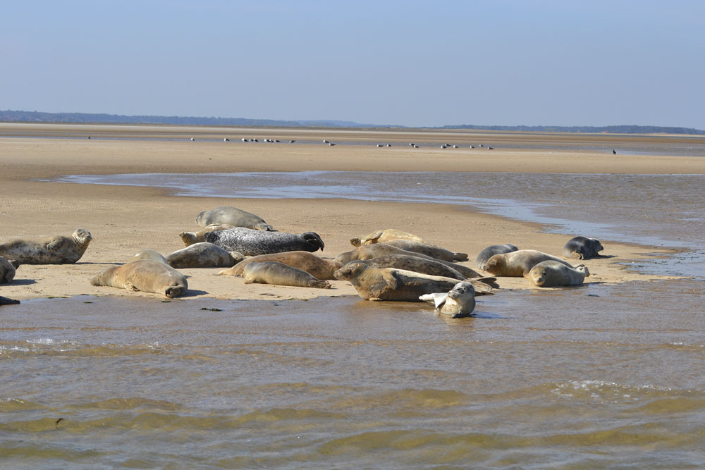 Seals in Norfolk