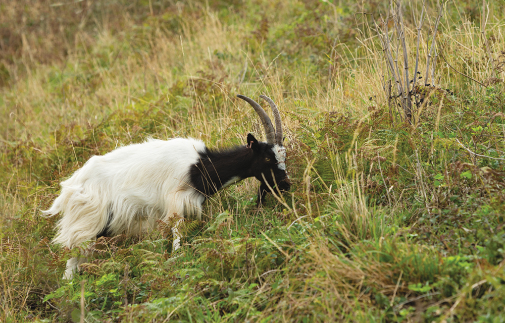 A bagot goat on the cliff at Cromer