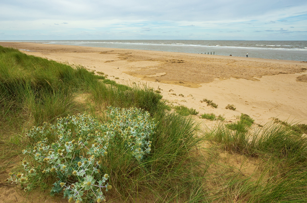 Holme Dunes Nature reserve