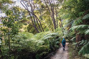 Queen Charlotte Track near Anakiwa