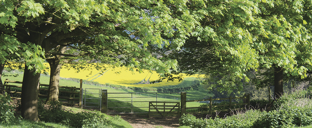 Typical Cotswolds countryside