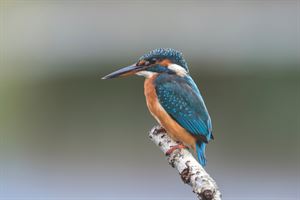 Kingfisher spotted at Burton Mere