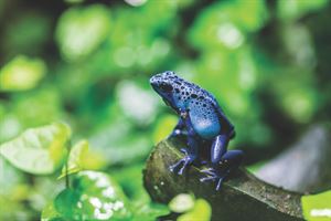 A blue poison dart frog at Chester Zoo