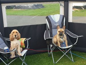 Camping with dogs
