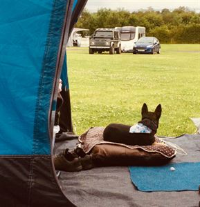 Camping with dogs