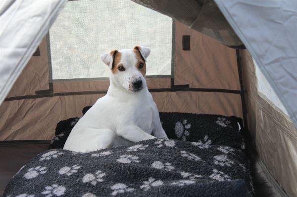 Camping with dogs