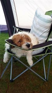 Camping with dogs
