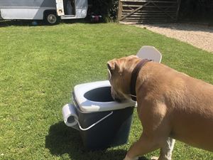 No, Max - that isn't a water bowl... No, Max - that isn't a water bowl...