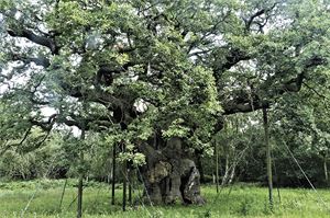 Sherwood Forest's Major Oak (Image: Pixabay) Sherwood Forest's Major Oak (Image: Pixabay)