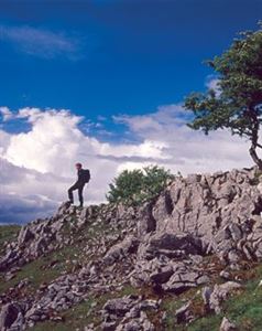 Image courtesy of Alamy - Big Dog Forest, County Fermanagh Image courtesy of Alamy - Big Dog Forest, County Fermanagh