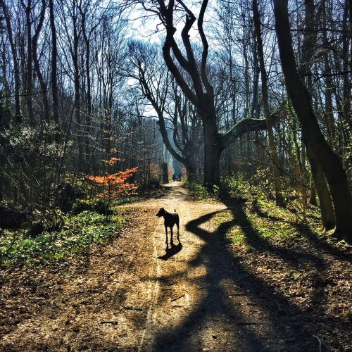 UK Dog Walk