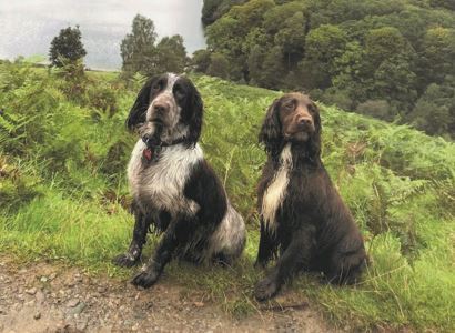 Best UK Dog Walks Best UK Dog Walks