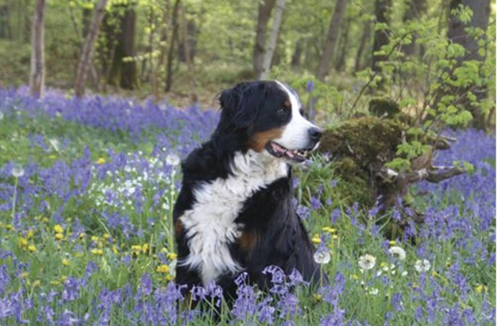 Editor picks for best campsites for dogs Best campsites for dogs