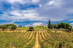One of the vineyards that is part of the stopover scheme