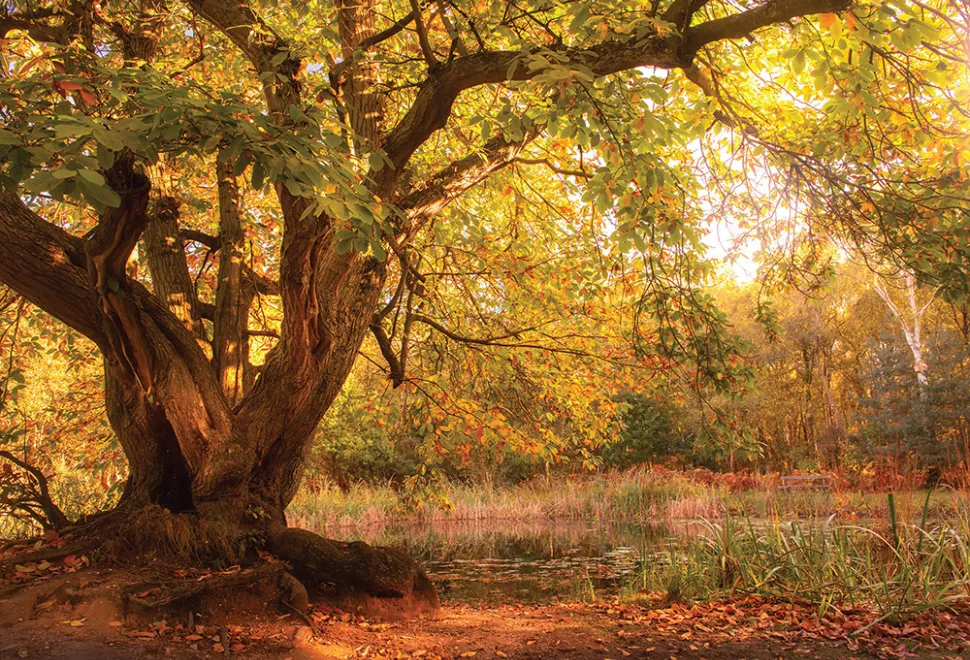 Kelling Heath 4