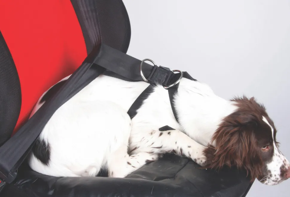 Dog secured to the seatbelt with a harness
