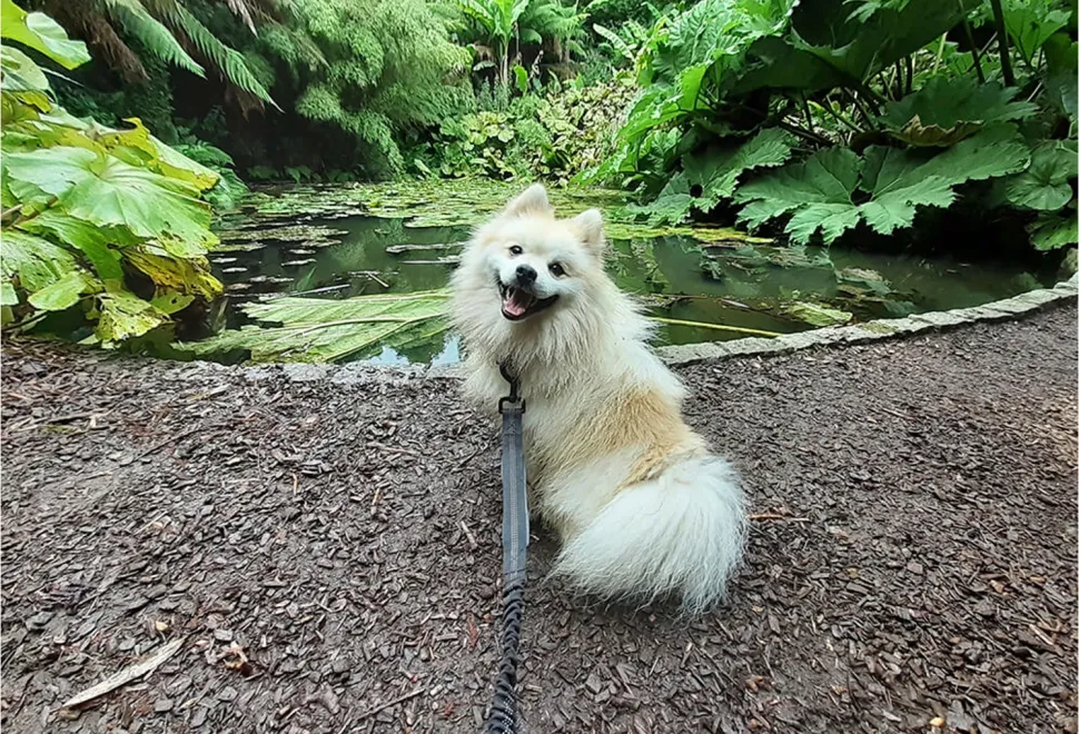 A dog outside