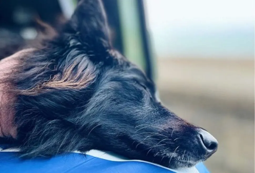 A dog asleep in a campervan