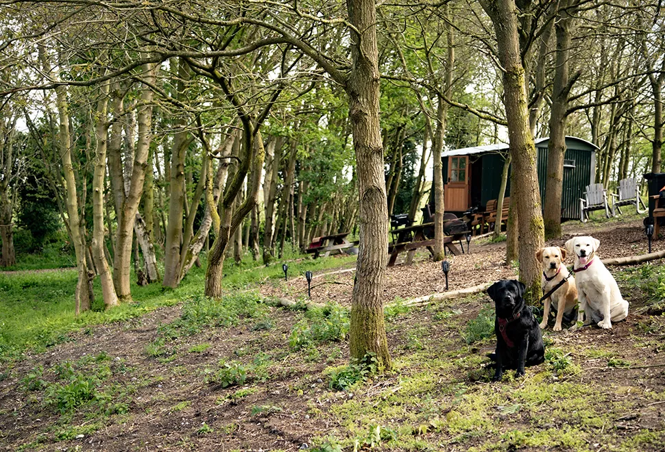 North Norfolk Camping & Glamping