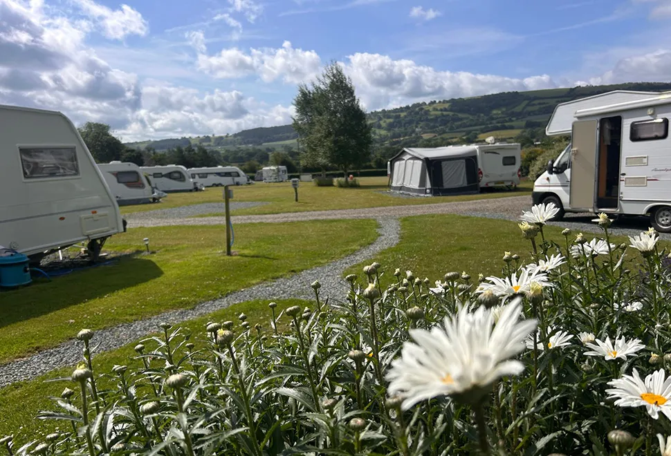 Daisy Bank