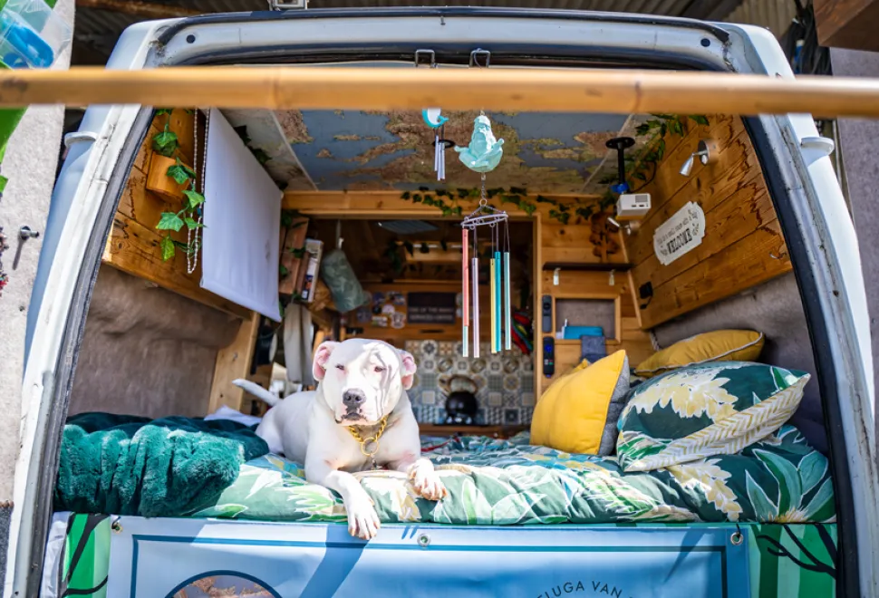 Campervan Campout 2026