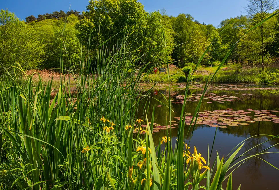 Kelling Heath