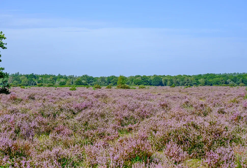 Aldridge Hill