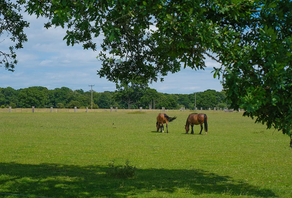 Long Meadow