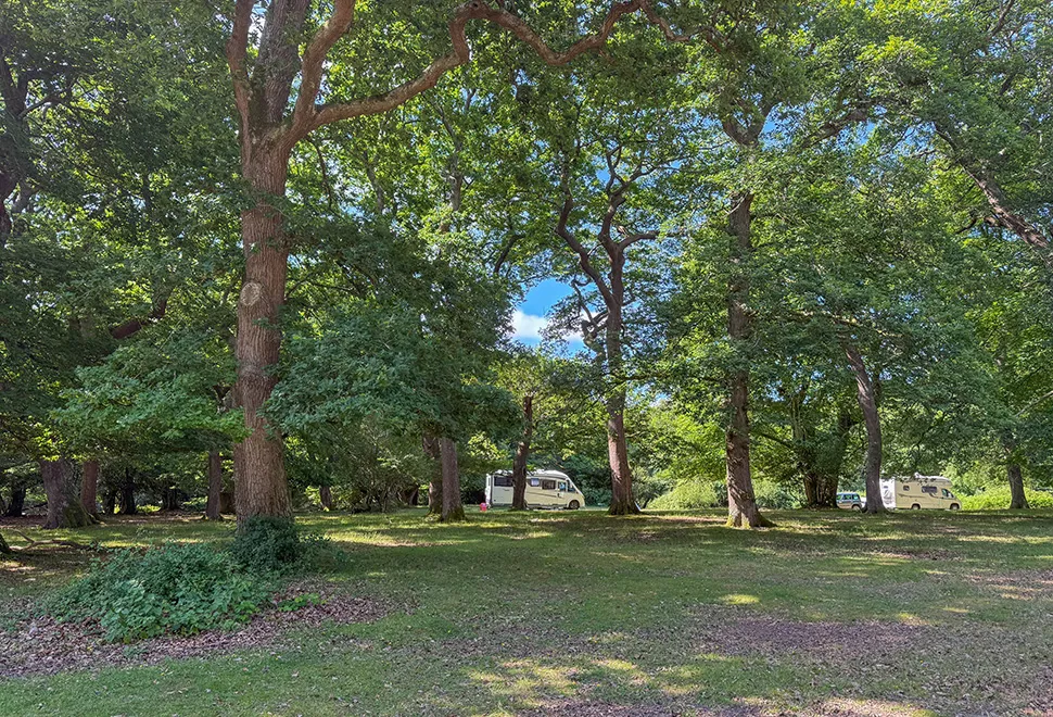 Longbeech