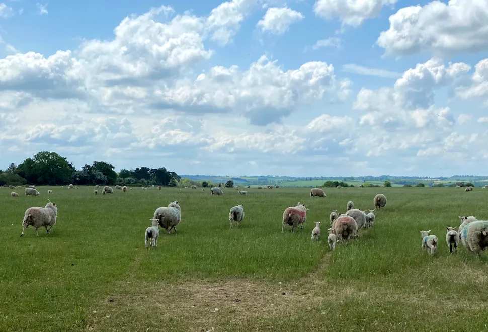 Cotswold Farm Park