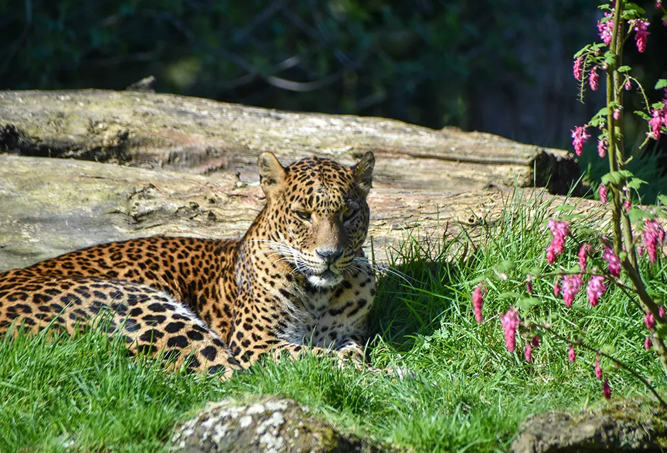 Banham Zoo