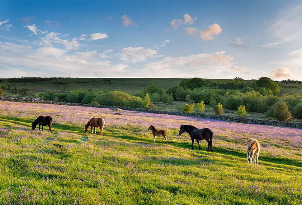 Dartmoor ponies