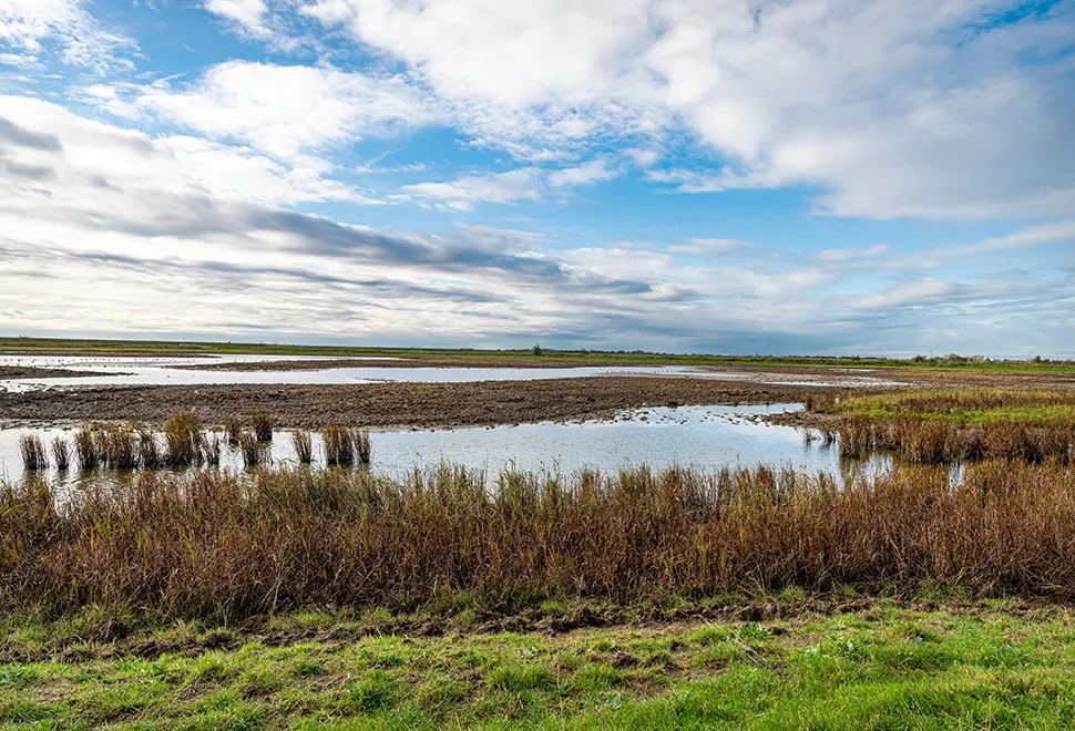 RSPB Frampton Marsh