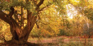 Kelling Heath 4