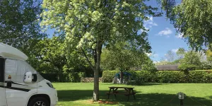 Long Hazel 1