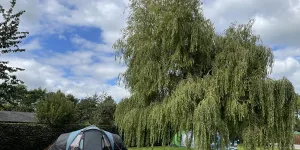 Long Hazel 2