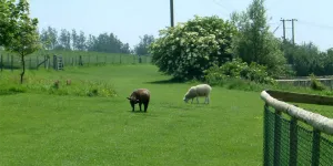 fairfields-farm