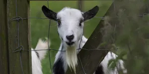 fairfields-farm 7