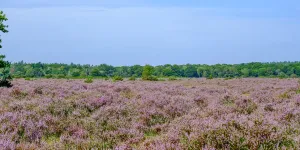 Aldridge Hill